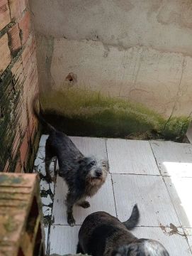 Cachorro macho castrado para adoção!
