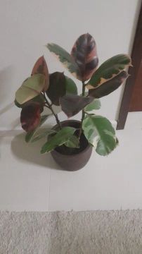Ficus