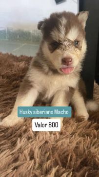 Husky Siberiano Macho