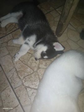 Filhotes de husky siberiano 