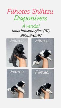 Filhotes ShihTzu 4 Fêmeas