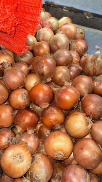 Cebola Nacional 