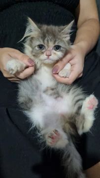 Super promoção! Filhote de gato Persa