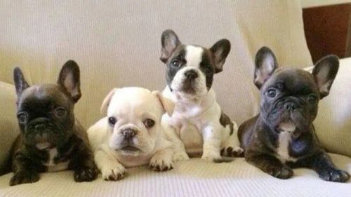 Bulldog Francês - Compacto, fofo e cheio de personalidade!