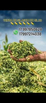 Venda de silagem