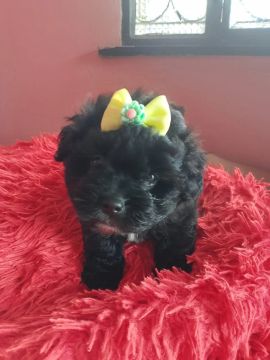 Filhote de shih Tzu e poodle 