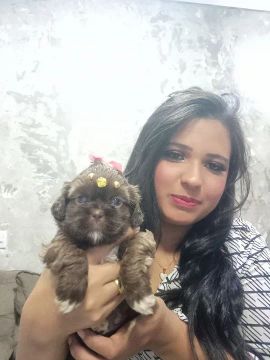 Linda Shih Tzu Fêmea mini com olhos verdes 