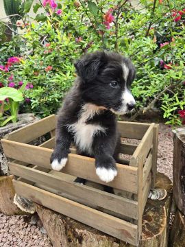 FILHOTES DE BORDER COLLIE