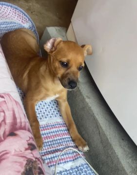 Pincher com vira lata 