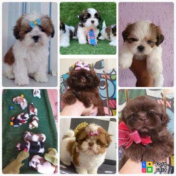 Vendo Filhotes Shihtuz Mine 