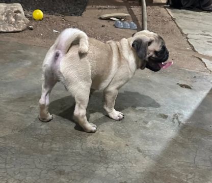 Lindos filhotes de Pug MACHOS 900,00 PROMOÇÃO!!!