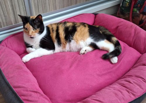 2 Camas para cães ou gatos - Rosa e Bege