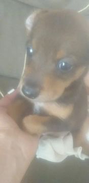 Vendo 80 filhote de pinscher misturado fox paulistinha fêmea e toquinha 991 02 46 43