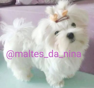 Maltês Fêmea Micro 