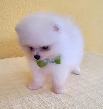 Filhote de Spitz Alemão