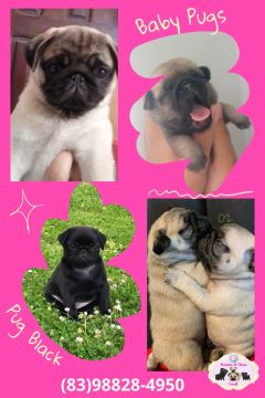 Filhotes de PUG PRETO E ABRICOT! PROMOÇÃO IMPERDÍVEL! 