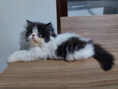 Filhote de Gato Persa Macho Disponível