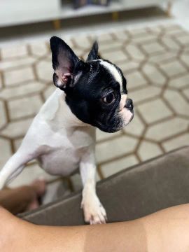 Bulldog Francês 
