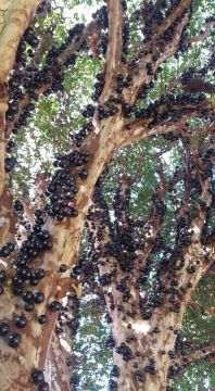  Vendo Jabuticaba para Revenda