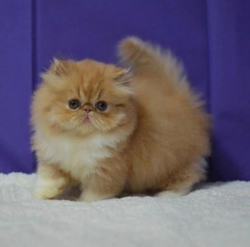 Gato persa 