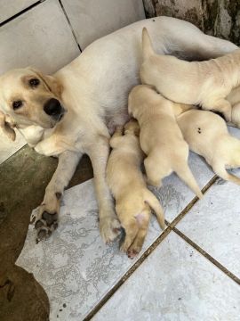 Labrador