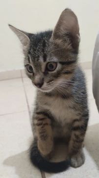 Lindos Gatinhos disponíveis para adoção