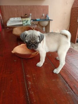 Filhote de Pug 