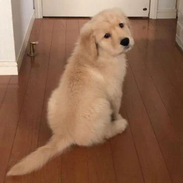 Golden Retriever Cães Incríveis 