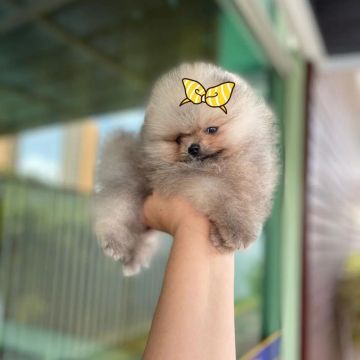 Lulu da Pomerânia Fêmeas Anãzinhas Legítimas