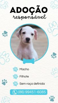 Cachorrinhos para adoção 