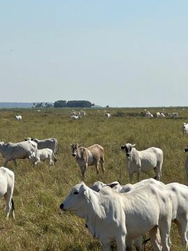 COD371- Fazenda 2.720Hectares  CORUMBÁ - Pantanal/MS