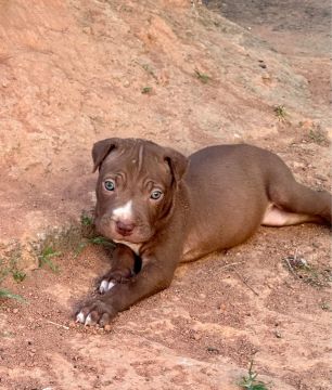 Filhote Pitbull  Olhos azuis