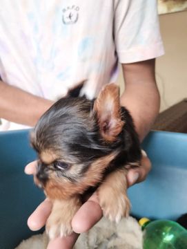 Yorkshire Terrier filhote macho