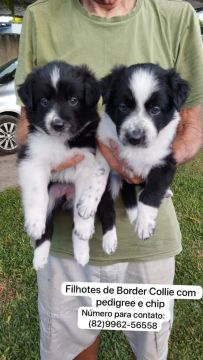 Filhotes Border Collie 