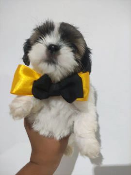 Vende se lindos filhotes de shih tzu macho ( promoção )