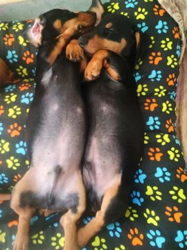  filhotes de Dachshund 
