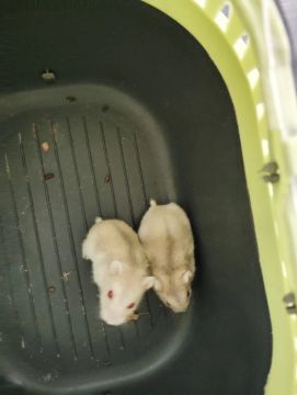 Lindos filhos de Anão Russo 
