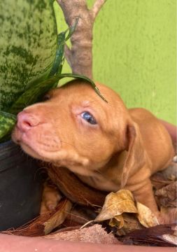Filhote de Dachshund macho disponível 
