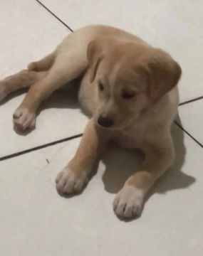Labrador fêmea 