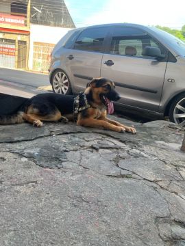 Cachorro pra adoção 