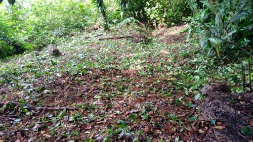 Terreno em Condomínio para venda com 420 m² no Park Imperial - Massaguaçu - Caraguatatuba 