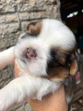 Filhote Shih Tzu - Lindíssimo