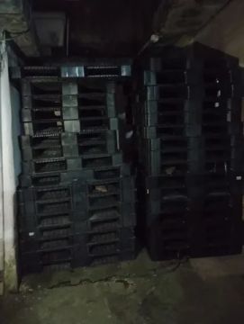 Paletes de plástico em Diadema 