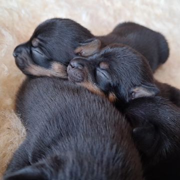 Vendo lindos filhotes machos de pinscher, ótimos para companhia 