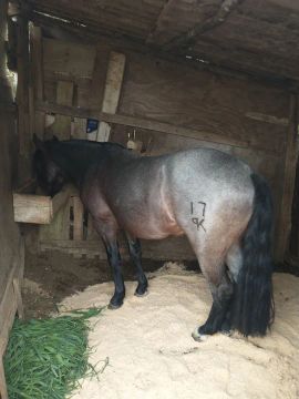 Vendo cavalo crioulo cuiudo