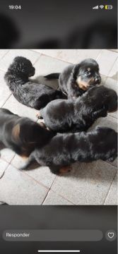 Filhote de rottweiler