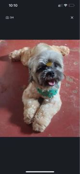  Shih Tzu