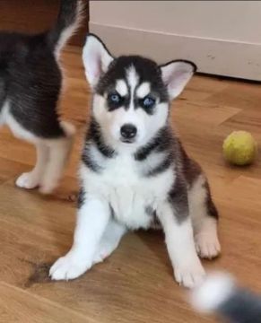 Filhote Husky Siberiano Brincalhão 