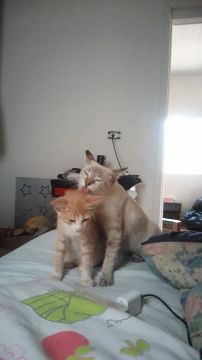 Doa-se gatas 