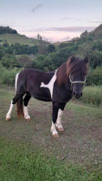 Poney Potro macho